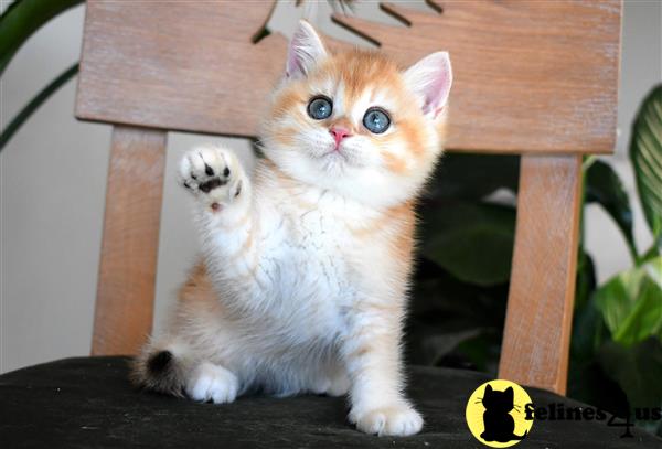 thechubbyfacedcat Picture 3